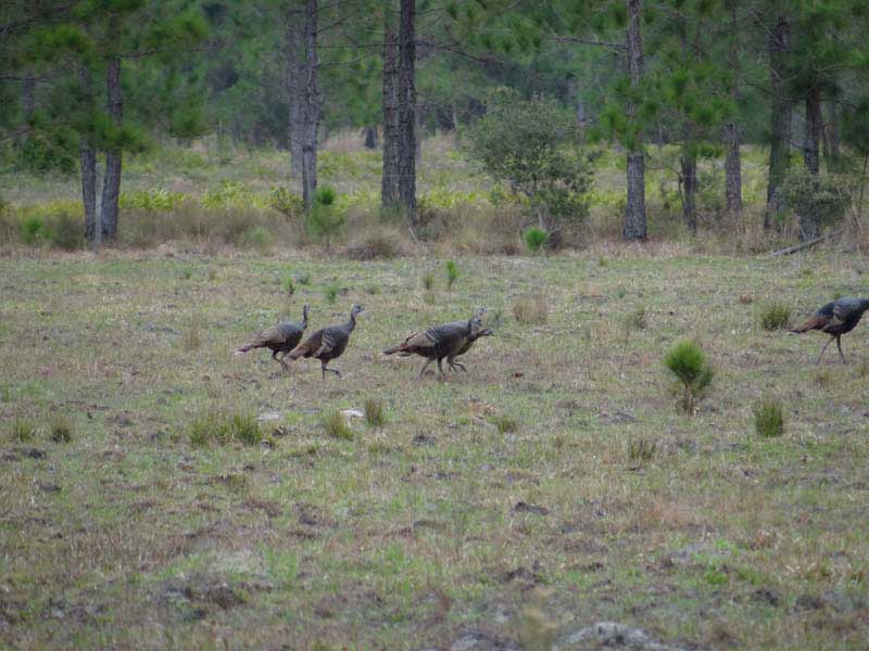 osceola-florida-turkey-hunting-001