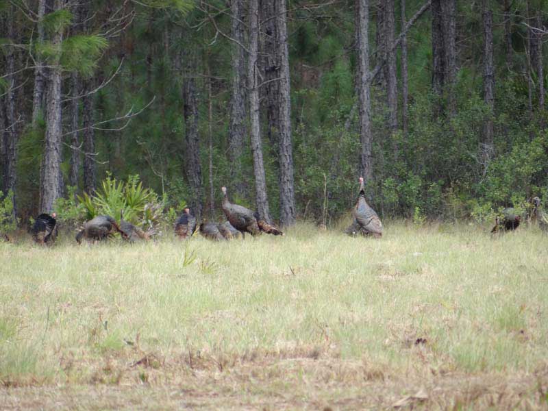 osceola-florida-turkey-hunting-002
