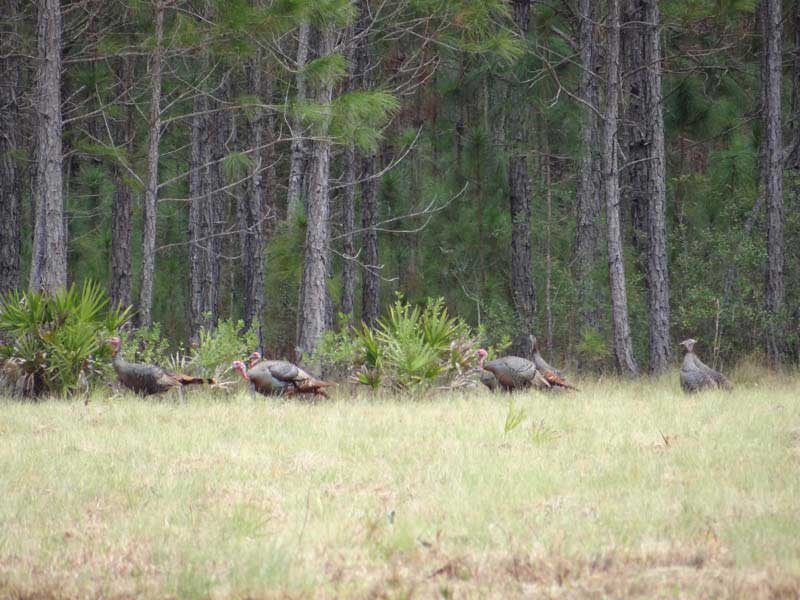 osceola-florida-turkey-hunting-005