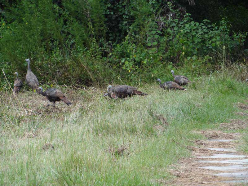 osceola-florida-turkey-hunting-010