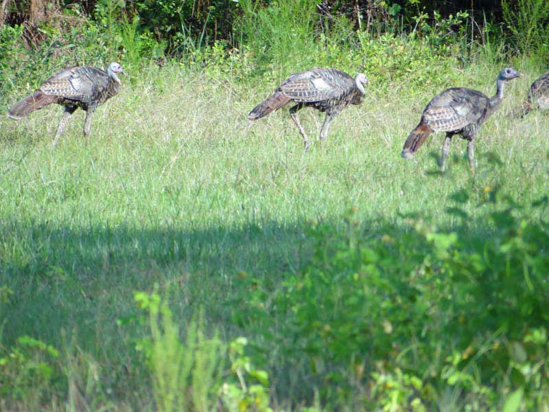 osceola-florida-turkey-hunting-011