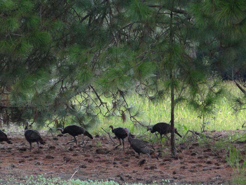 osceola-florida-turkey-hunting-012