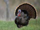 Eastern Wild Turkey - osceolaturkeyhunts.com